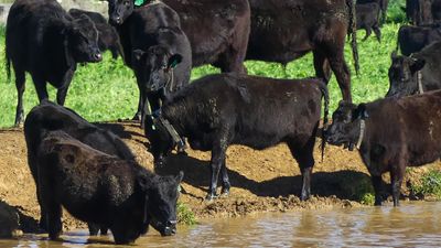 Woolies defends 'no deforestation' policy, backs beef