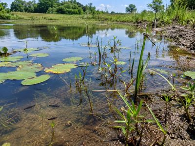 Scientists set up 45 artificial ponds near St. Louis and studied them for 7 years; even when ponds got the same species, the order they arrived changed the outcome