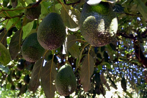 Newborn baby killed by avocado falling from tree after council ‘ignored’ calls to cut it back
