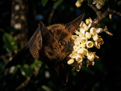 Bats and Hawkmoths: The Night Pollinators Behind Mahua, Semal and Banana