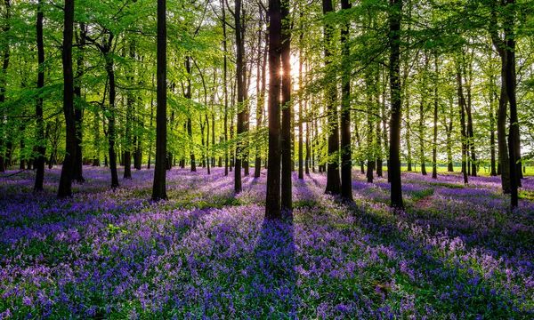 It's blooming spring! 22 great UK walks