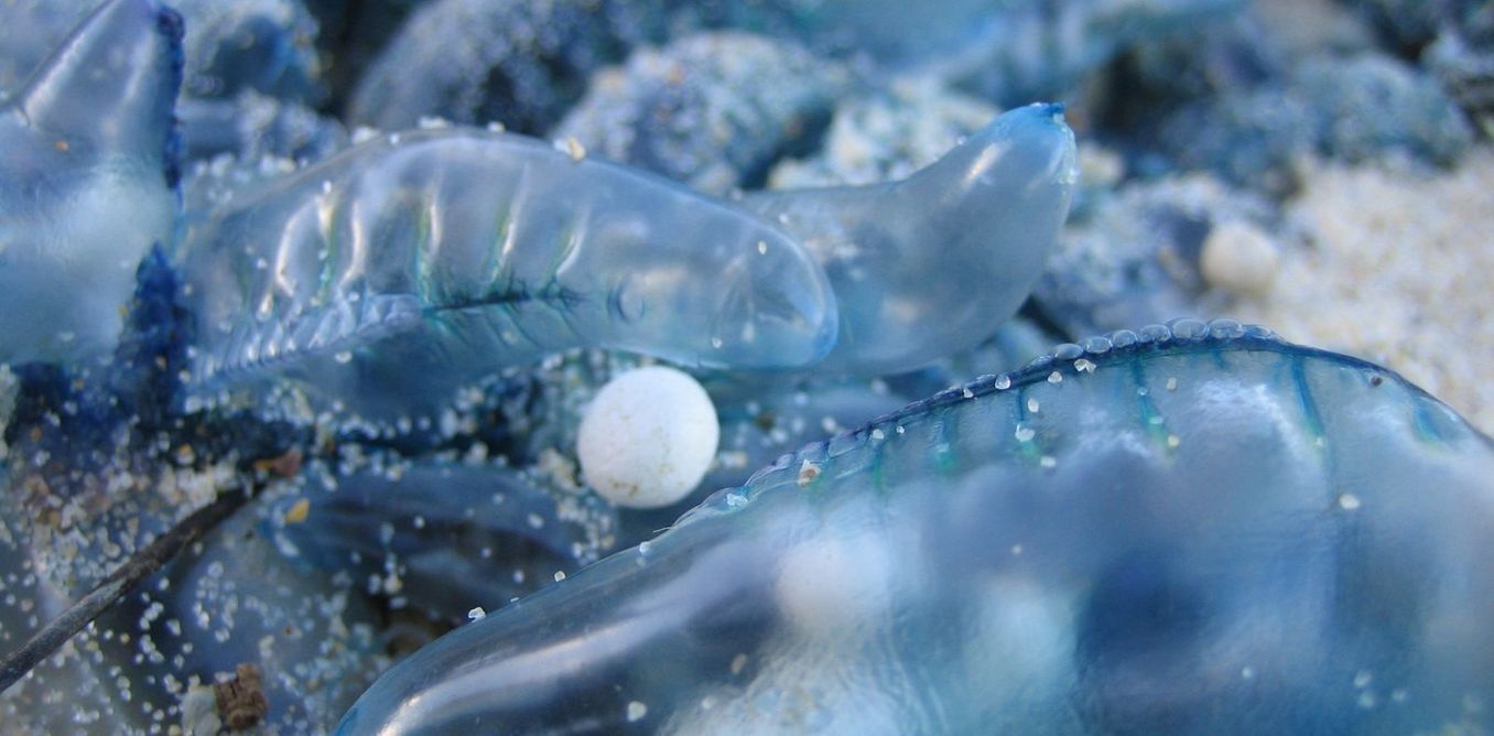 There are many ways to treat jellyfish stings peeing…