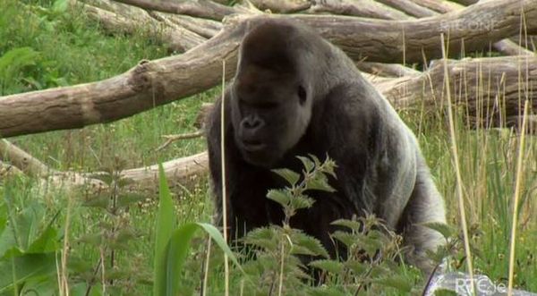 ‘I just sat with him and held his hand and said if you want to go just go' - sad scenes as Dublin Zoo keepers grieve for Harry the gorilla on The Zoo