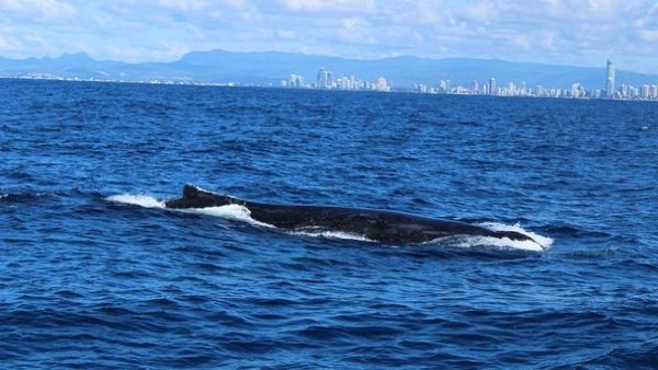 Whales ahoy! Watching season starts with sightings off Gold Coast