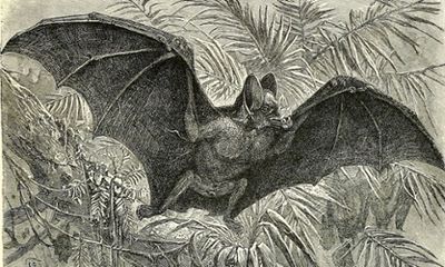 Zoology Notes 001: vampire bats can run