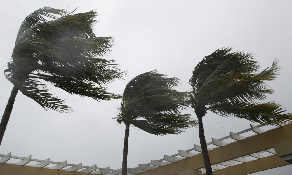 How palm trees stand tall in the face of a hurricane