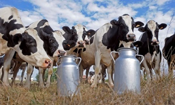 Fall in price of milk 'could force dairy farmers out of business'