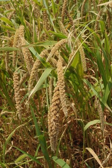 Introducing ragi in the PDS is fraught with challenges