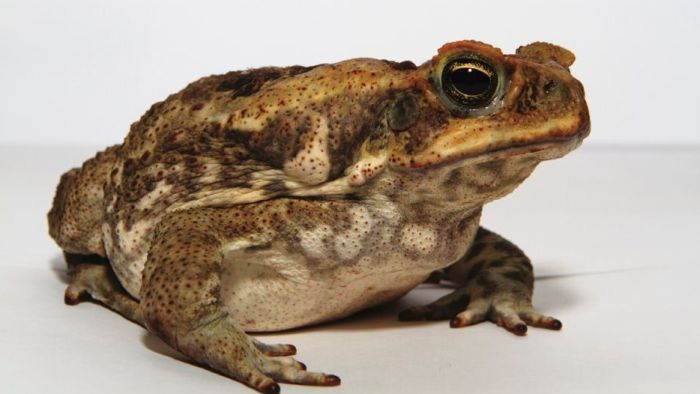 Cane toad an unlikely hero helping to protect…