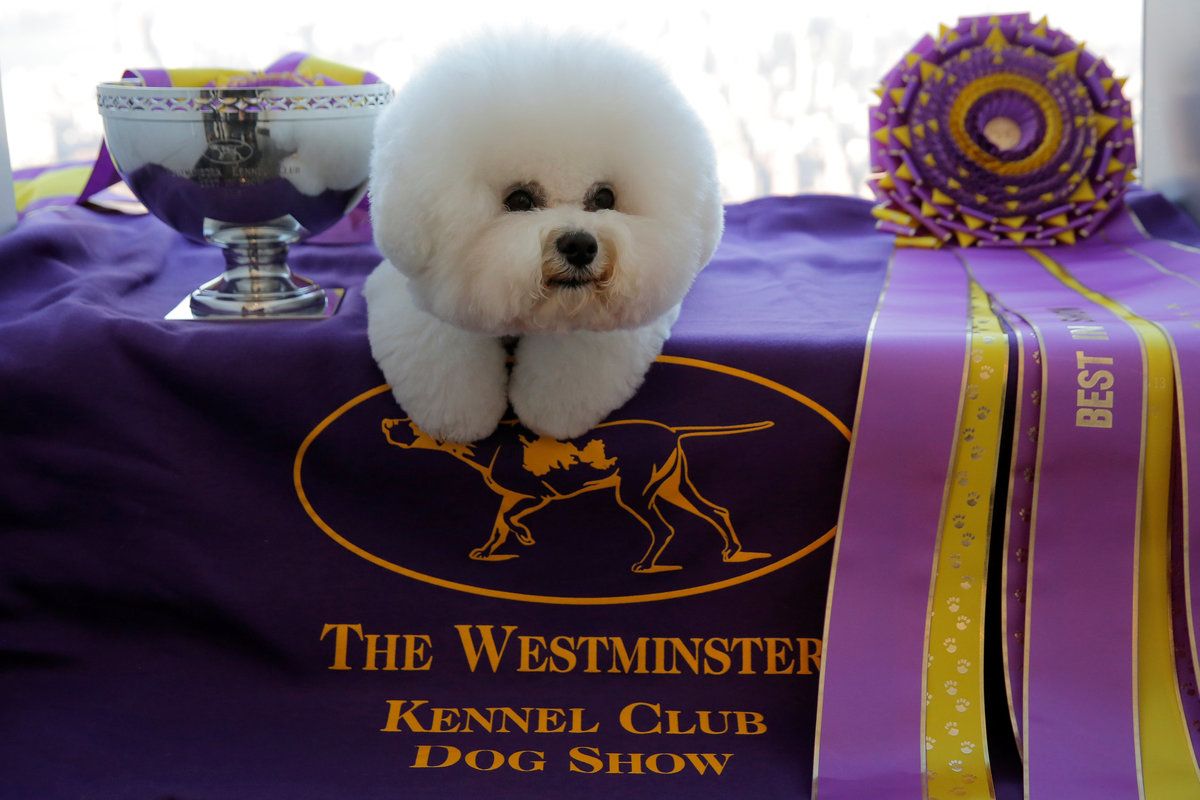 Flynn the bichon frise fetches top prize at