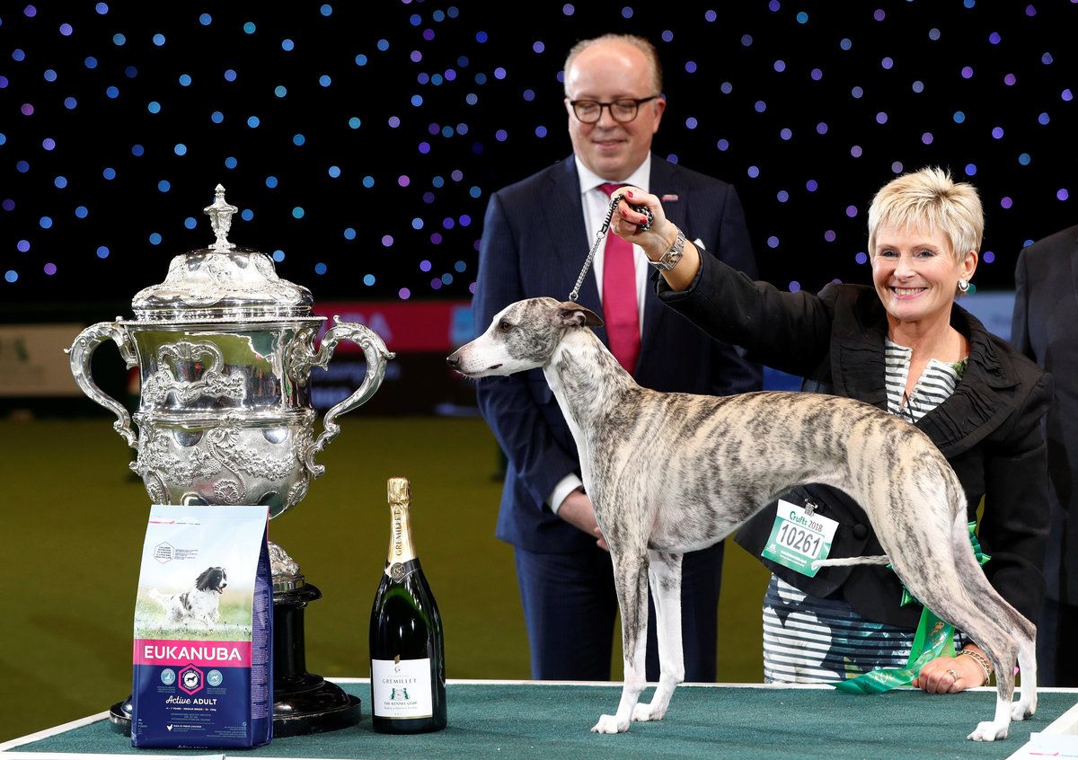 A Whippet named Tease wins best in show at Crufts