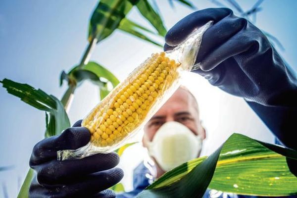 How the defamation of GMOs was achieved