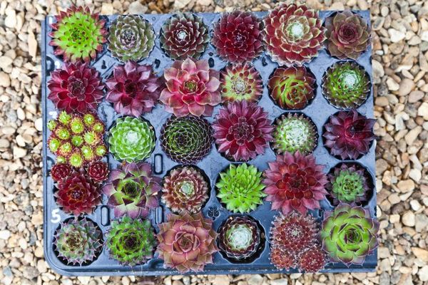 These plants will take care of themselves while you're on holiday