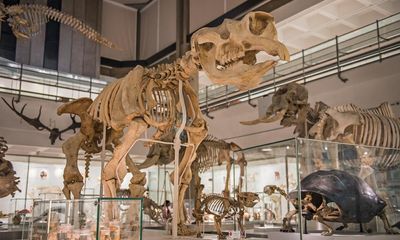 Cambridge zoology museum to reopen after £4.1m revamp