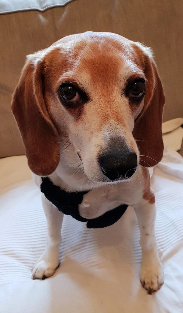 What Top Chefs Cook for Their Dogs