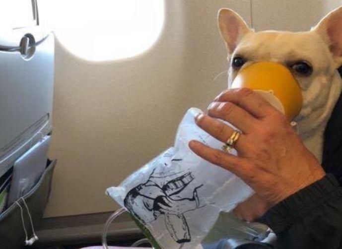 JetBlue cabin crew save hyperventilating dog with…