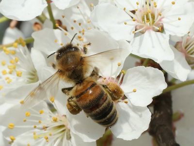 Trump administration lifts ban on bee-killing chemicals and GMO crops in wildlife refuges