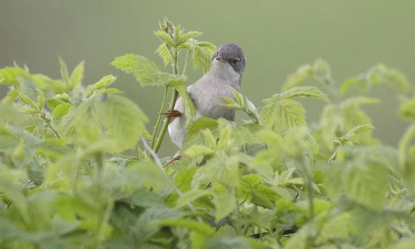 Country diary: hedgerow hide and seek with the young whitethroats