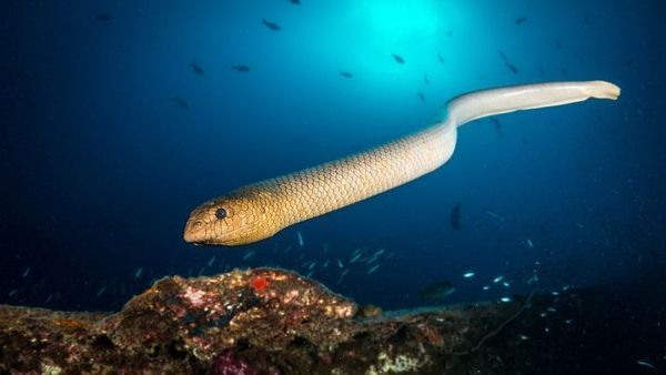 The weird, wonderful and worrying world of sea snakes