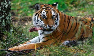 China Criticized for Legalizing Use of Tiger Bone & Rhino Horn in Medicine