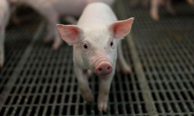 China Pressed to Reform Meat Production As Swine Fever Spreads