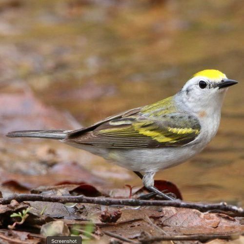 Scientists Discover A Rare Bird That's A Hybrid Of…