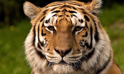 China Temporarily Restores Ban on Tiger & Rhino Parts After Global Outcry