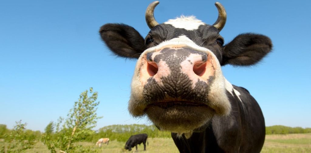 Knickers the giant cow why do some animals grow so…