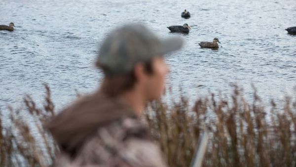 'A modern Liberal Party must speak out': New MP takes aim at duck hunting