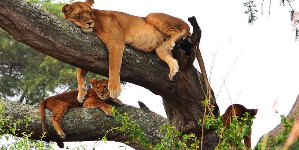 7 Best Places To Safari In Uganda