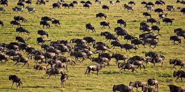 From The Serengeti To Masai Mara: 9 Best Adventure Destinations In East Africa