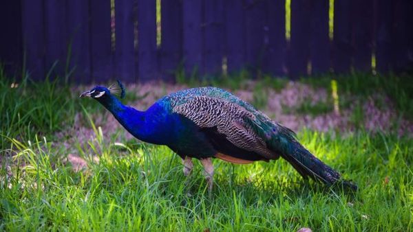 Suburban peacocks ruffle feathers as birds stop traffic, woo backyard chickens