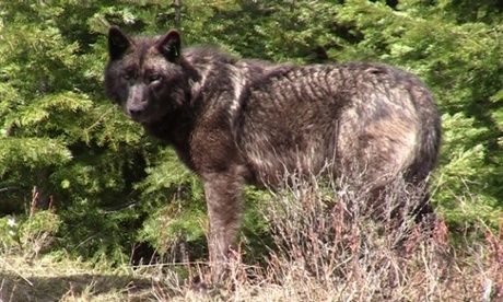 Isle Royale wolves are nearly extinct, putting an…