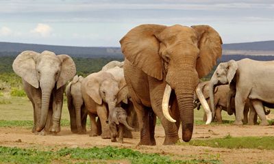 Chinese 'Queen of Ivory' Gets 15 Years in Jail for Trafficking Elephant Tusks