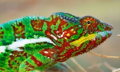 Zoology Notes 004: Chameleons contain crystals