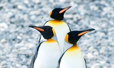 Zoology Notes 003: Penguins have bad taste