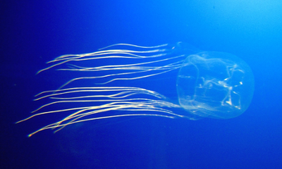 Zoology Notes 005: The jellyfish that sleeps