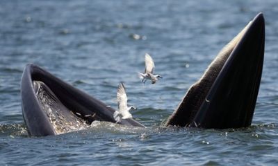 Zoology Notes 006: The whales with the stretchy nerves