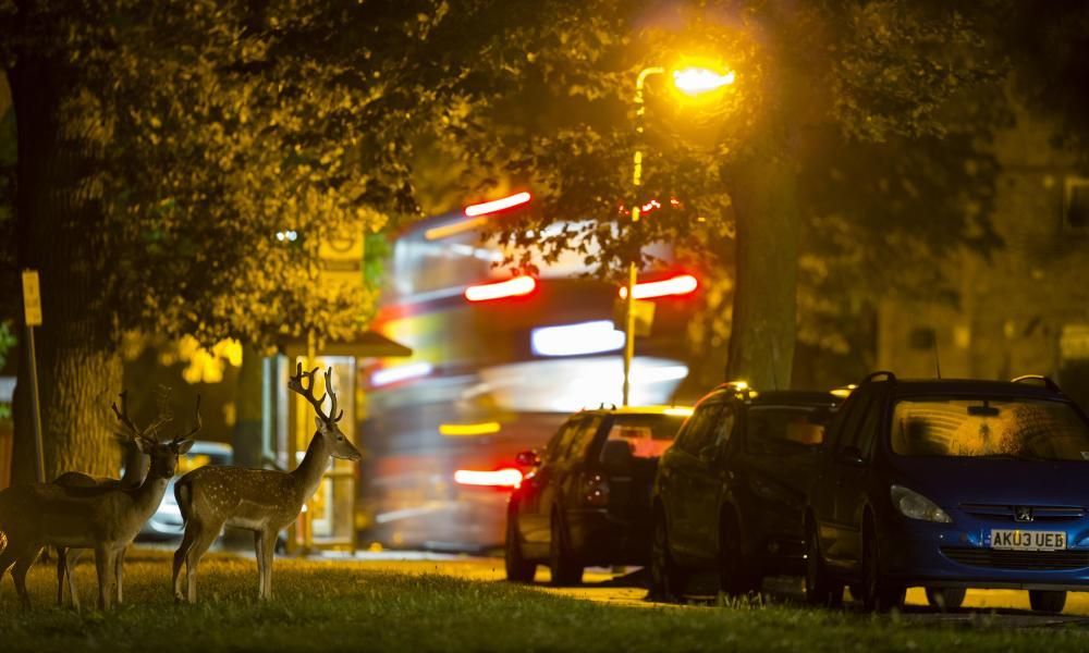 Stags in the city: how deer found their way into our…