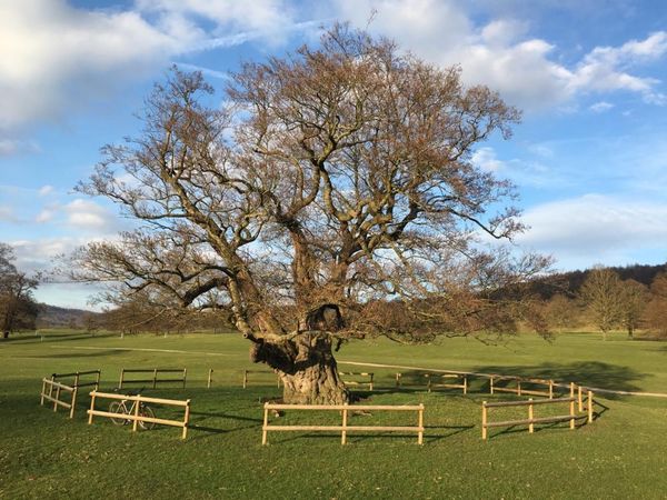 Country diary: the wondrous black alder lives fast and dies young