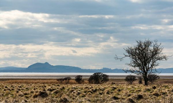 Country diary: larks ascending, attacking and defending