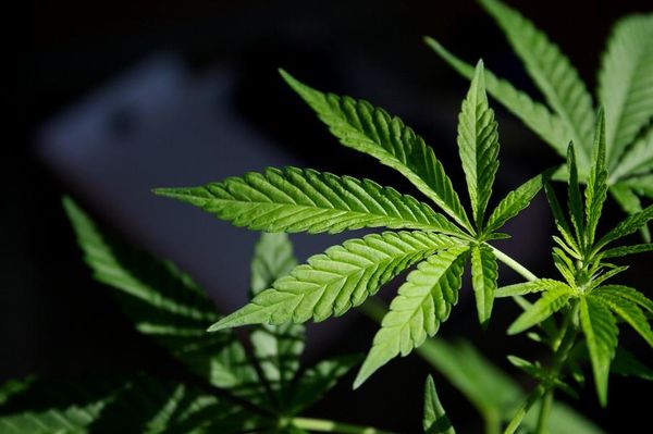 Top GOP Congressman Presses Democratic Majority To Pass Marijuana Bill