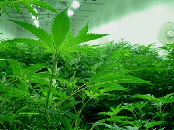 Illinois Senate committee OKs pot legalization bill without releasing details
