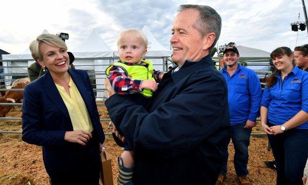 Bill Shorten says BAEconomics climate modelling should be filed under 'P for propaganda'
