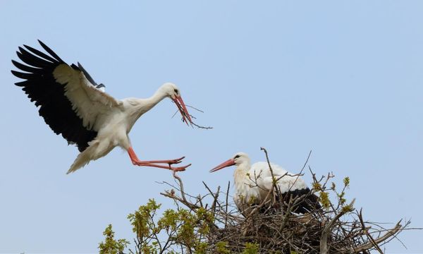 White stork pair could become first to breed in wild in UK for centuries