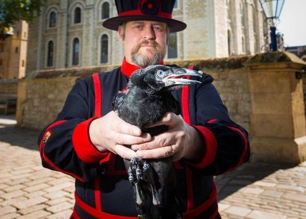 Post-Brexit UK Is Safe, Thanks To Its Legendary Ravens