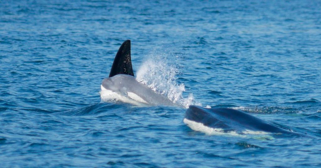 Ultra rare white killer whale caught on camera by…
