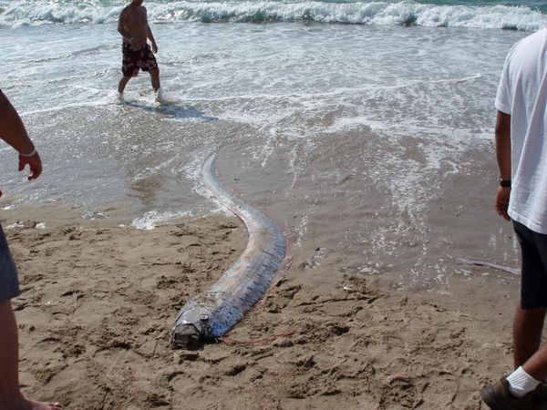 Oarfish Sightings Don't Predict Earthquakes, Study Says