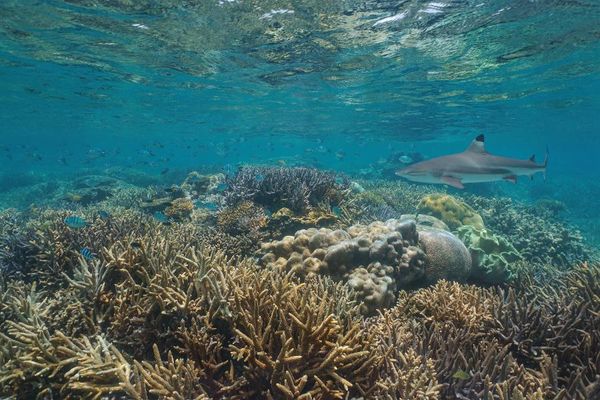 How We Can Protect Our Wandering Sharks