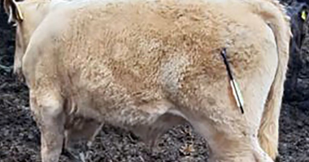 Calf killed and another badly injured after sickening…